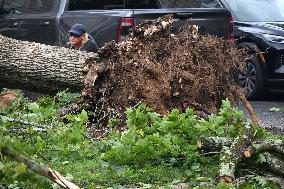 Large Tree Uprooted And Causes Major Damage To Home In Paramus New Jersey During Severe Weather