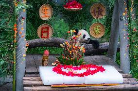 Giant Panda Er Shun Celebrates 17th Birthday at Chongqing Zoo