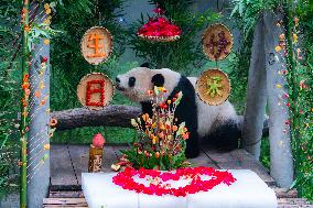 Giant Panda Er Shun Celebrates 17th Birthday at Chongqing Zoo