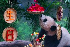 Giant Panda Er Shun Celebrates 17th Birthday at Chongqing Zoo