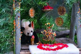 Giant Panda Er Shun Celebrates 17th Birthday at Chongqing Zoo