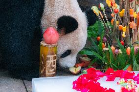 Giant Panda Er Shun Celebrates 17th Birthday at Chongqing Zoo