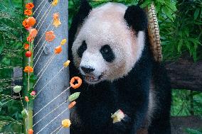 Giant Panda Er Shun Celebrates 17th Birthday at Chongqing Zoo