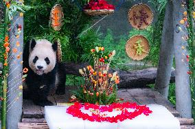 Giant Panda Er Shun Celebrates 17th Birthday at Chongqing Zoo