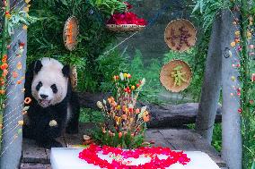 Giant Panda Er Shun Celebrates 17th Birthday at Chongqing Zoo