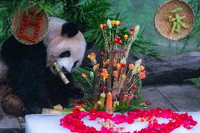 Giant Panda Er Shun Celebrates 17th Birthday at Chongqing Zoo