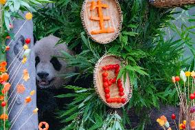 Giant Panda Er Shun Celebrates 17th Birthday at Chongqing Zoo