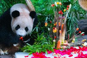 Giant Panda Er Shun Celebrates 17th Birthday at Chongqing Zoo