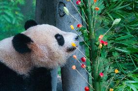 Giant Panda Er Shun Celebrates 17th Birthday at Chongqing Zoo