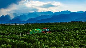 Xinhua Headlines: World-class wine-producing zone emerges in northwest China's Gobi Desert