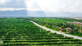 Xinhua Headlines: World-class wine-producing zone emerges in northwest China's Gobi Desert