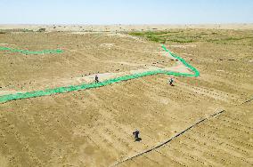 Prevent and Control Desertification in Xinjiang