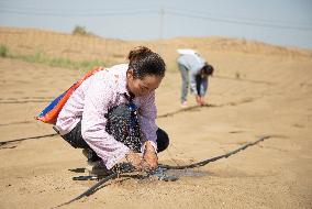 Prevent and Control Desertification in Xinjiang