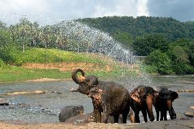 SRI LANKA-WILD ELEPHANT CENSUS