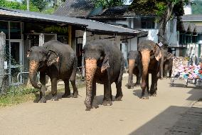 SRI LANKA-WILD ELEPHANT CENSUS