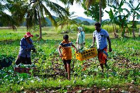 Kohlrabi Harvest - Sri Lanka