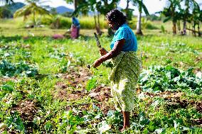 Kohlrabi Harvest - Sri Lanka