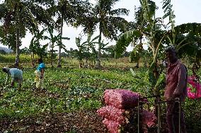 Kohlrabi Harvest - Sri Lanka