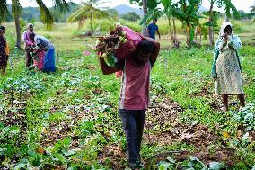 Kohlrabi Harvest - Sri Lanka