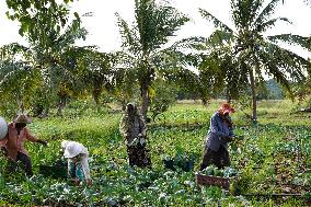 Kohlrabi Harvest - Sri Lanka