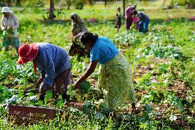 SRI LANKA-GALEWELA-KOHLRABI-HARVEST