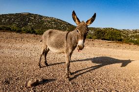 Travel Destination: Sardinia, Italy