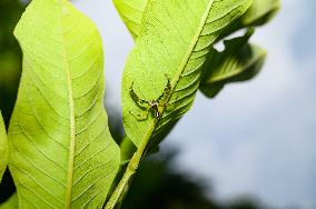 Two-striped Jumping Spider - Telamonia Dimidiata - Animal India