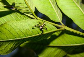 Two-striped Jumping Spider - Telamonia Dimidiata - Animal India