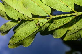 Two-striped Jumping Spider - Telamonia Dimidiata - Animal India