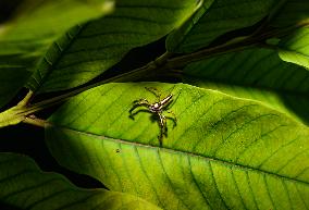 Two-striped Jumping Spider - Telamonia Dimidiata - Animal India