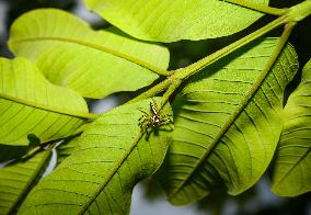 Two-striped Jumping Spider - Telamonia Dimidiata - Animal India