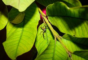 Two-striped Jumping Spider - Telamonia Dimidiata - Animal India