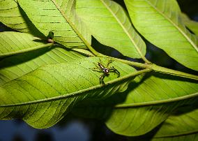 Two-striped Jumping Spider - Telamonia Dimidiata - Animal India