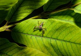 Two-striped Jumping Spider - Telamonia Dimidiata - Animal India