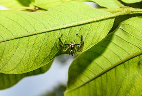 Two-striped Jumping Spider - Telamonia Dimidiata - Animal India