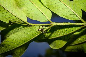 Two-striped Jumping Spider - Telamonia Dimidiata - Animal India