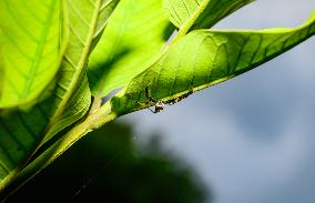 Two-striped Jumping Spider - Telamonia Dimidiata - Animal India