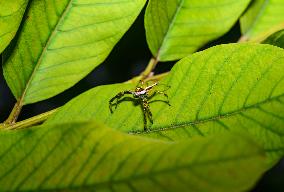 Two-striped Jumping Spider - Telamonia Dimidiata - Animal India