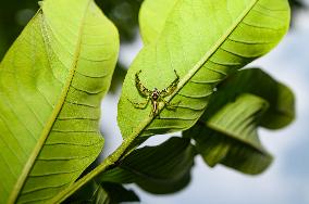 Two-striped Jumping Spider - Telamonia Dimidiata - Animal India