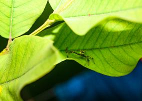 Two-striped Jumping Spider - Telamonia Dimidiata - Animal India