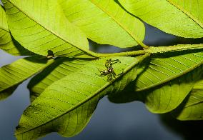 Two-striped Jumping Spider - Telamonia Dimidiata - Animal India