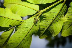 Two-striped Jumping Spider - Telamonia Dimidiata - Animal India