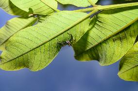 Two-striped Jumping Spider - Telamonia Dimidiata - Animal India