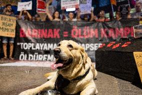 Turkish Animal Rights Activists Protest Against ‘Massacre Law’ - Izmir