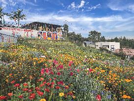 Festival Of Flowers