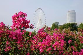 Ferris Wheel in Qingdao