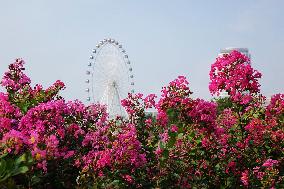 Ferris Wheel in Qingdao