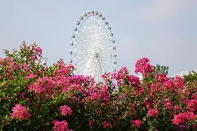 Ferris Wheel in Qingdao