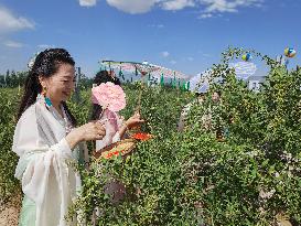 Xinhua Headlines: How a magic berry transformed China's vast wilderness in its northwest