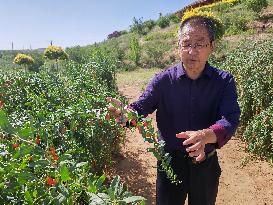 Xinhua Headlines: How a magic berry transformed China's vast wilderness in its northwest